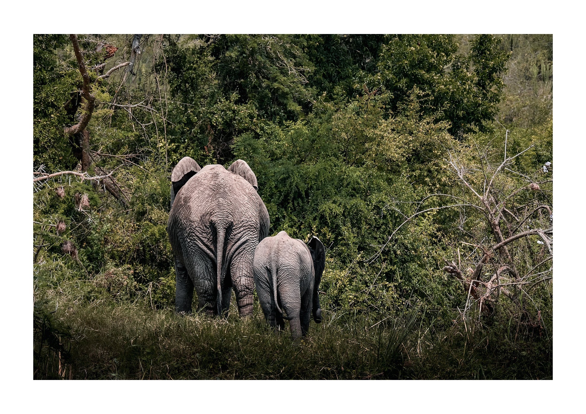 First Steps into the Wild - Zwei Zebras