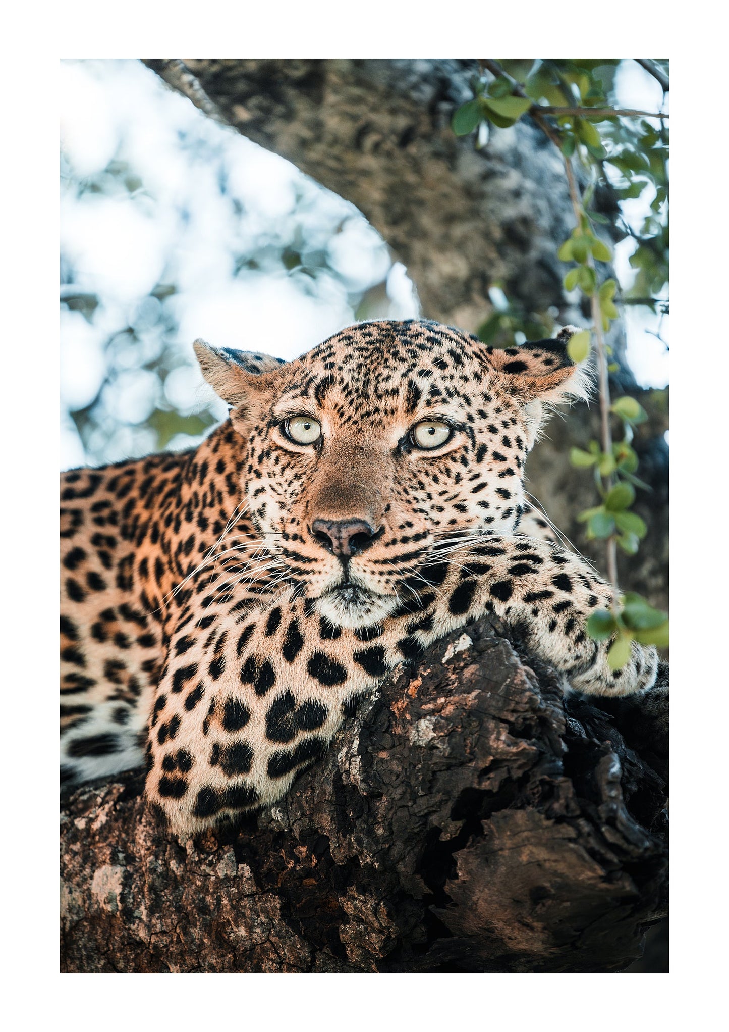 Grace in the Canopy - Zwei Zebras