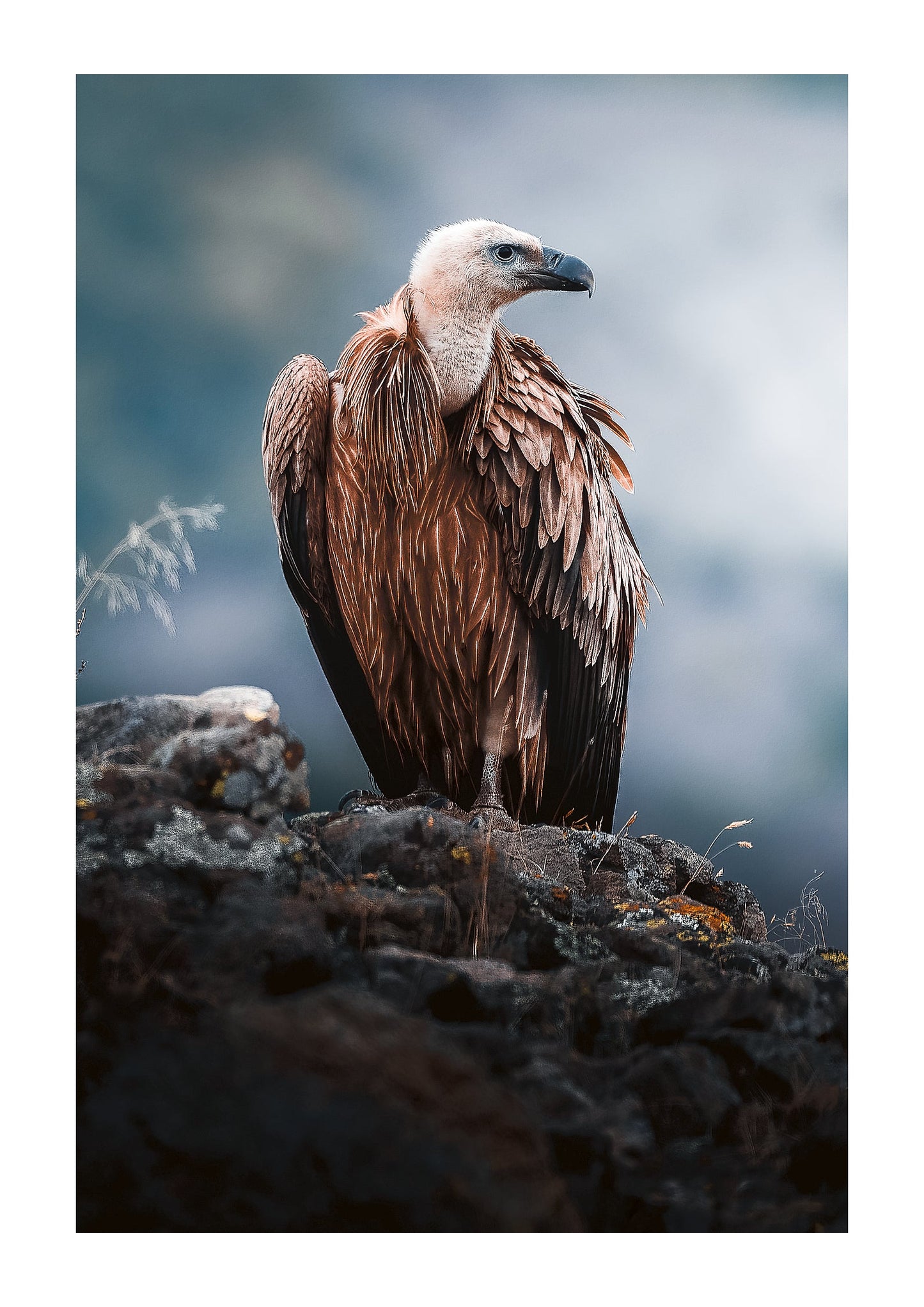 Vulnerable Vulture - Zwei Zebras