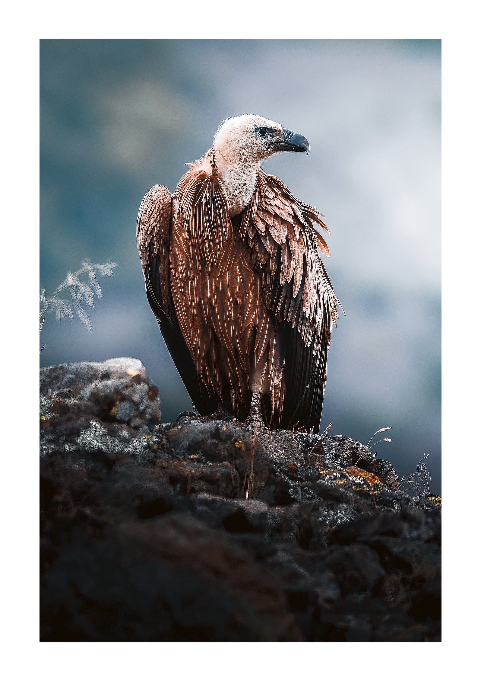 Vulnerable Vulture - Zwei Zebras
