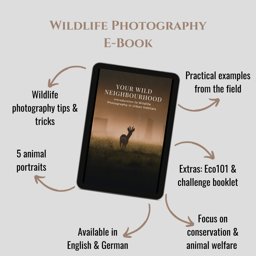 Wild Explorer Bundle - Zwei Zebras
