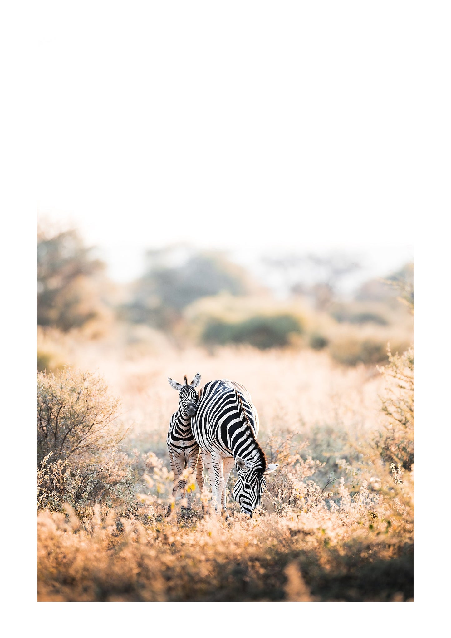 A Mother’s Love - Zwei Zebras