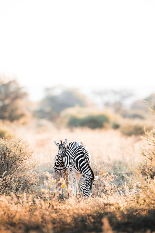 A Mother’s Love - Zwei Zebras