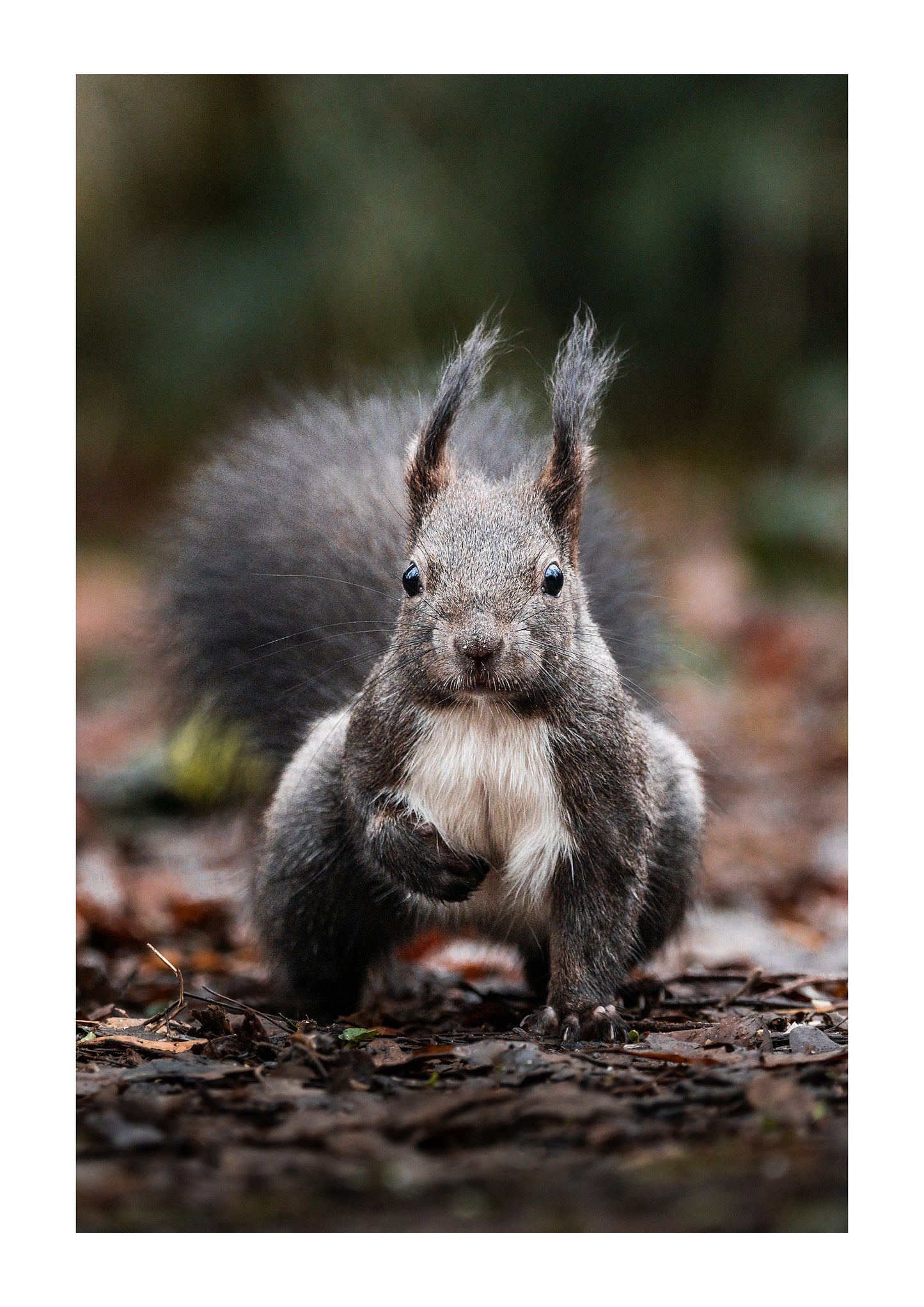 A Squirrel´s Stare - Zwei Zebras