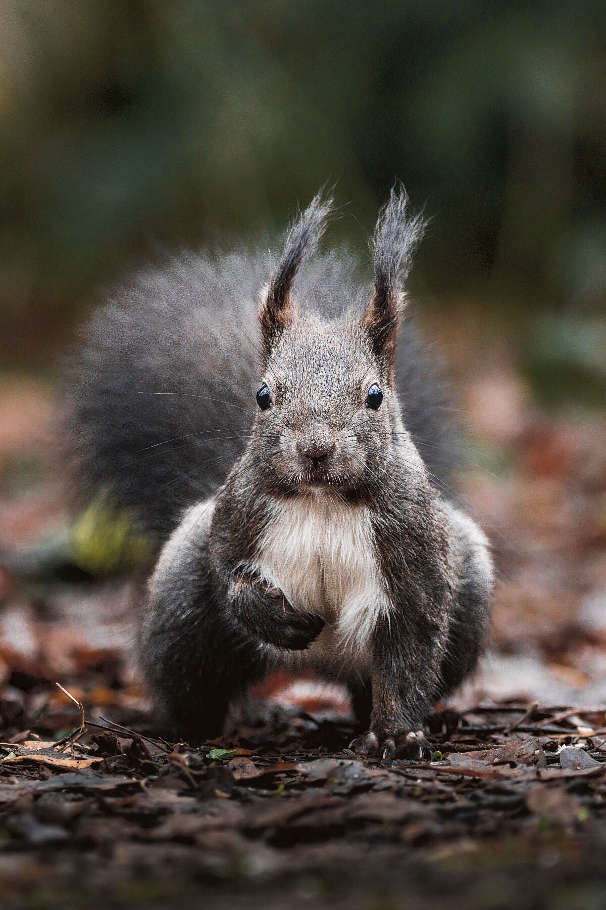 A Squirrel´s Stare - Zwei Zebras