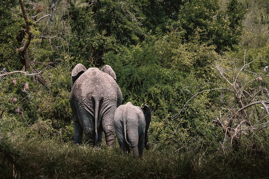 First Steps into the Wild - Zwei Zebras