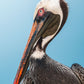 Pelican Portrait - Zwei Zebras