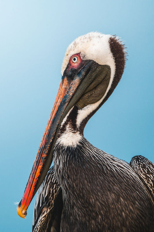 Pelican Portrait - Zwei Zebras