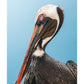 Pelican Portrait - Zwei Zebras