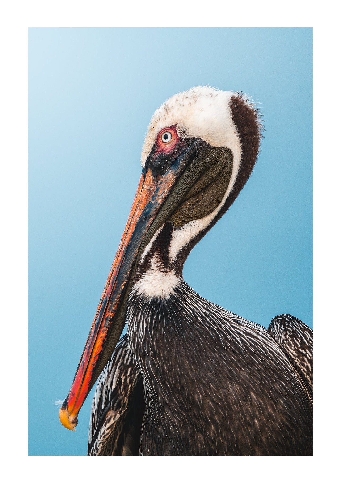 Pelican Portrait - Zwei Zebras