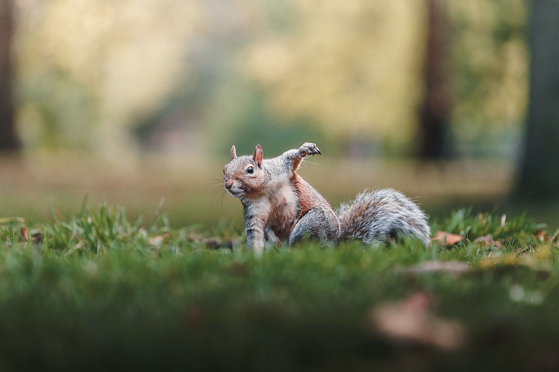 Super - Squirrel - Zwei Zebras