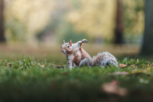 Super - Squirrel - Zwei Zebras