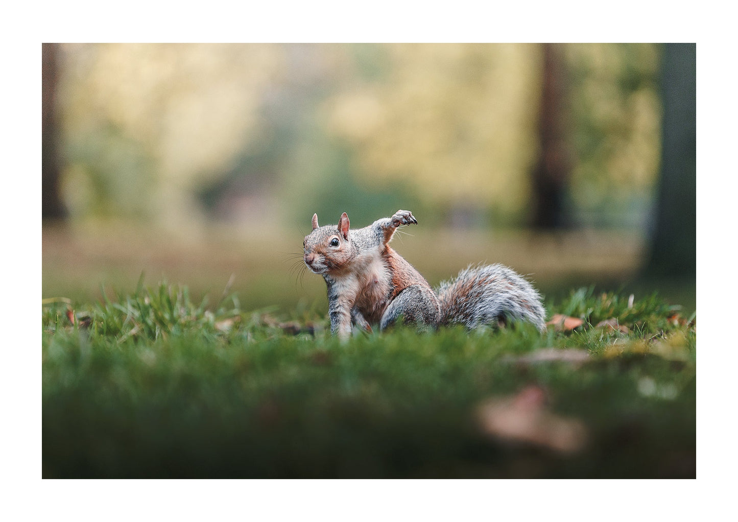 Super - Squirrel - Zwei Zebras