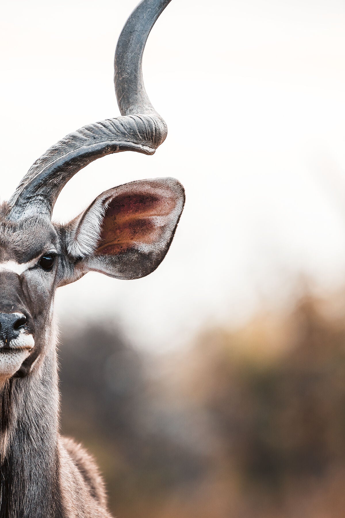 The Spirit of the Kudu - Zwei Zebras