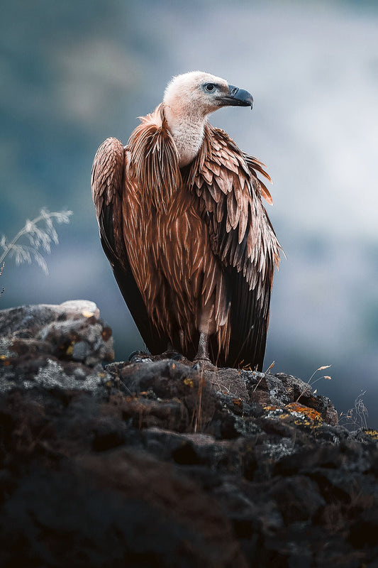 Vulnerable Vulture - Zwei Zebras