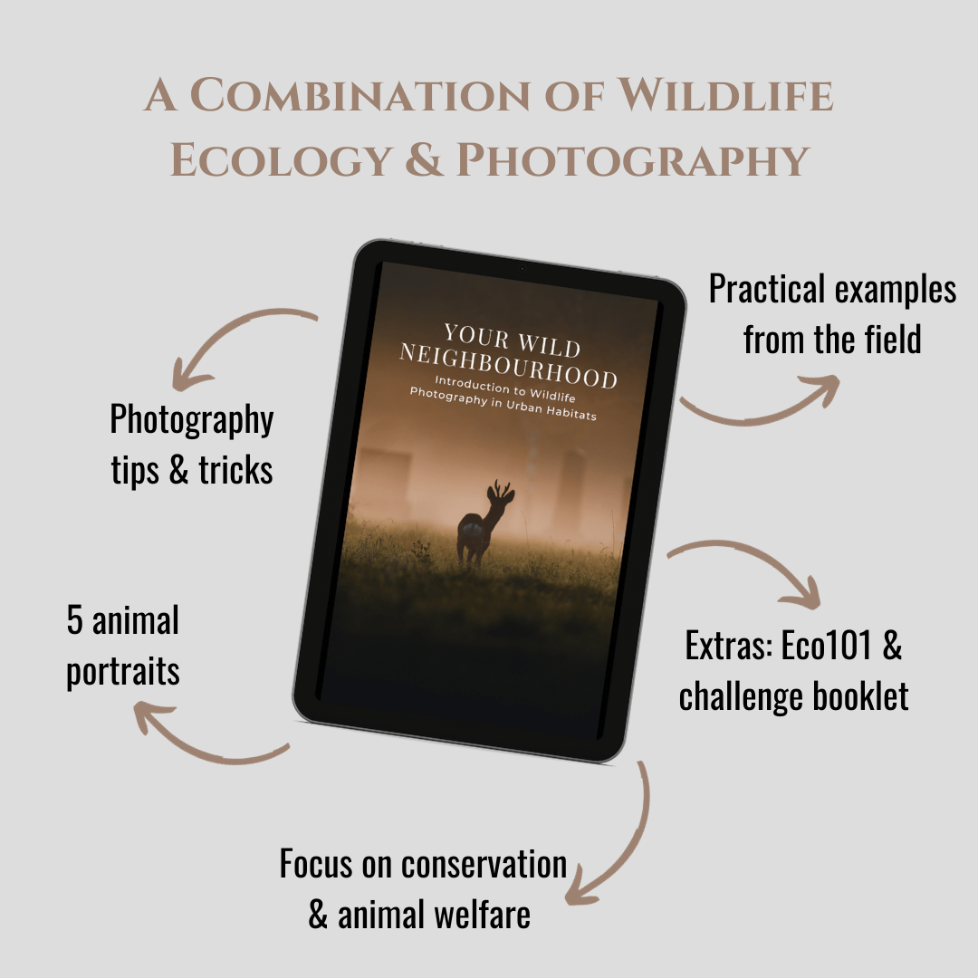 Wildlife Photography E-Book - Zwei Zebras
