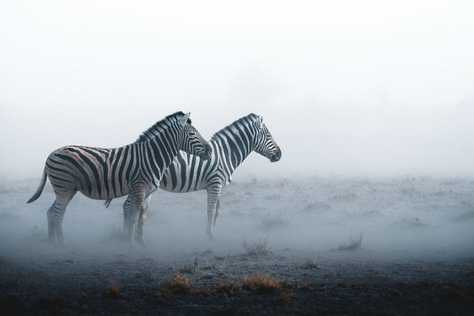 Withstanding Together - Zwei Zebras